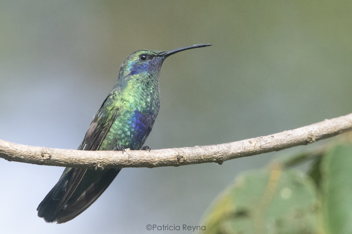 Sparkling Violetear - ML625176396