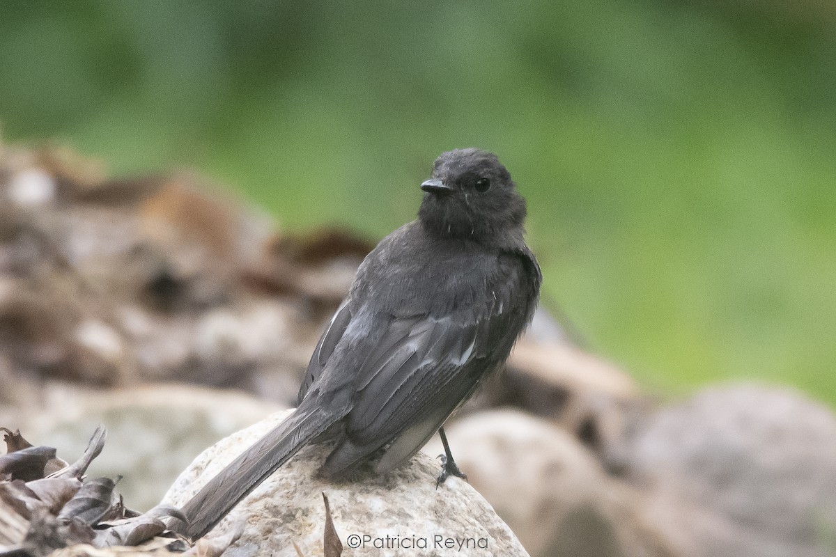 Black Phoebe - ML625176403