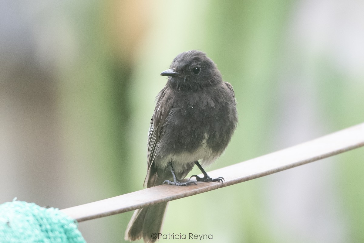 Black Phoebe - ML625176404