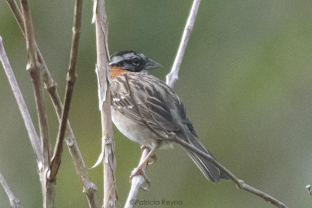 Rufous-collared Sparrow - ML625176415