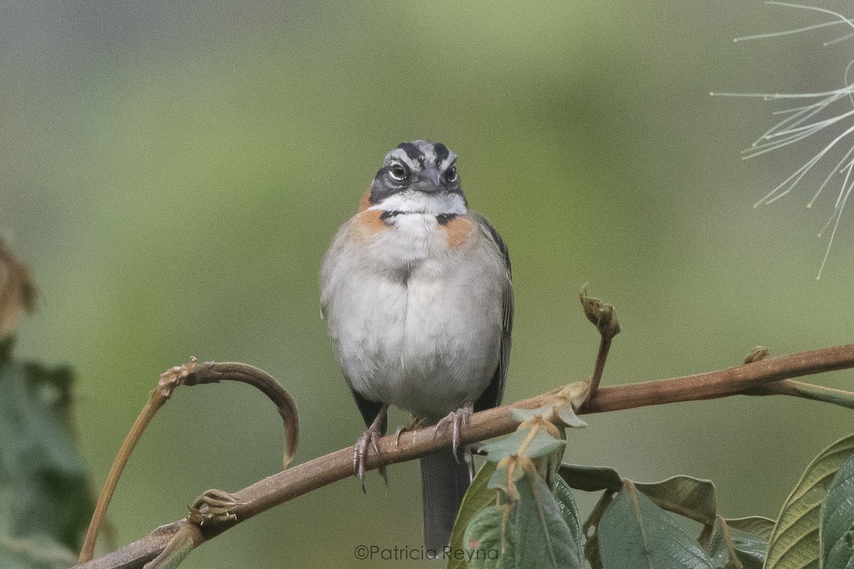 Rufous-collared Sparrow - ML625176416