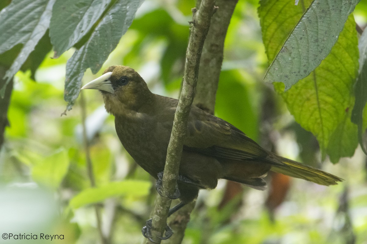 Dusky-green Oropendola - ML625176424