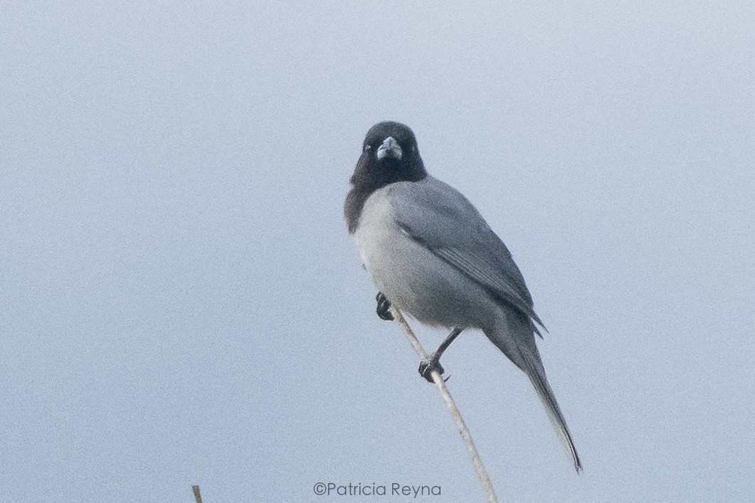 Black-faced Tanager - ML625176433