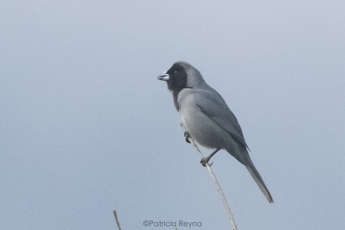 Black-faced Tanager - ML625176434