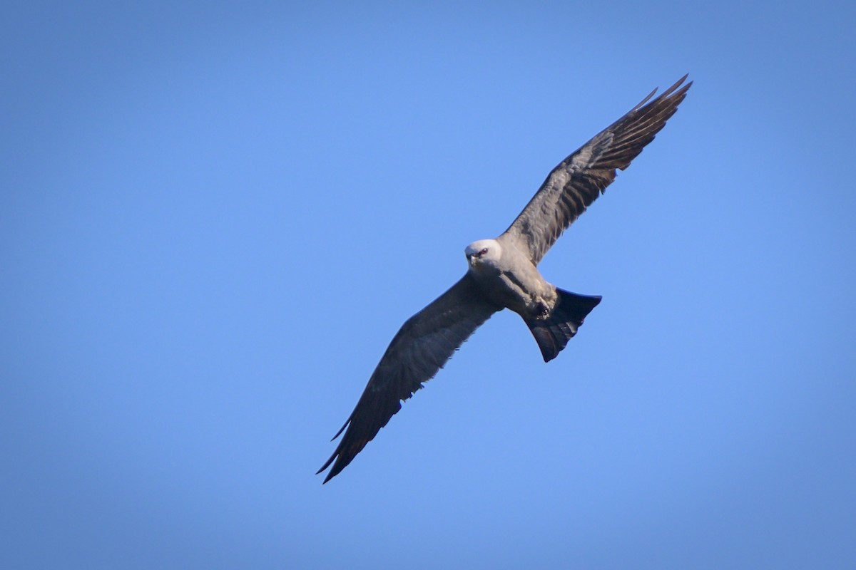 Mississippi Kite - ML625176449