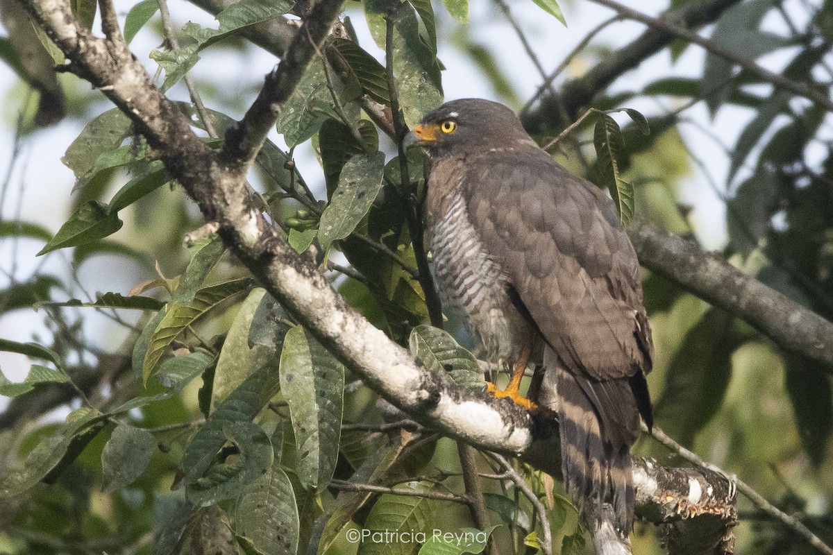 Roadside Hawk - ML625176465