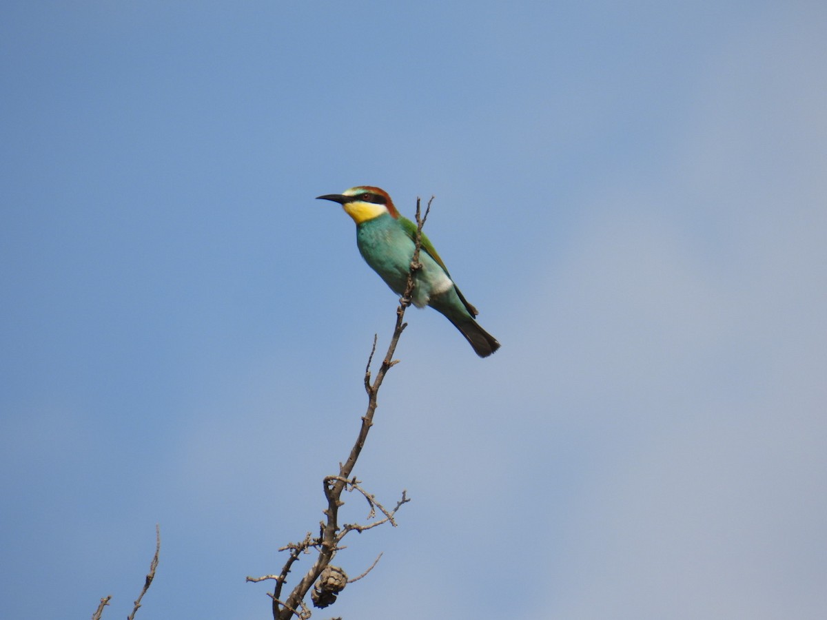 European Bee-eater - ML625176525