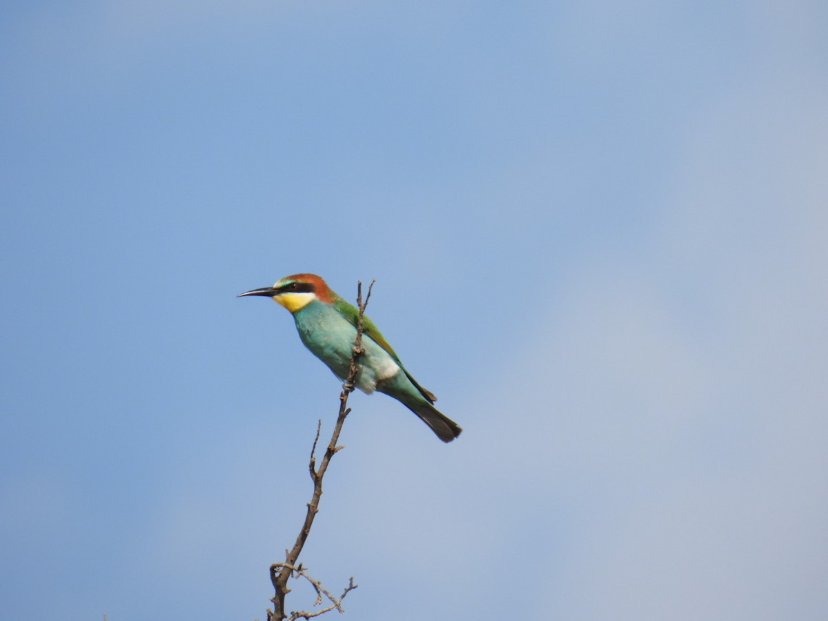 European Bee-eater - ML625176541