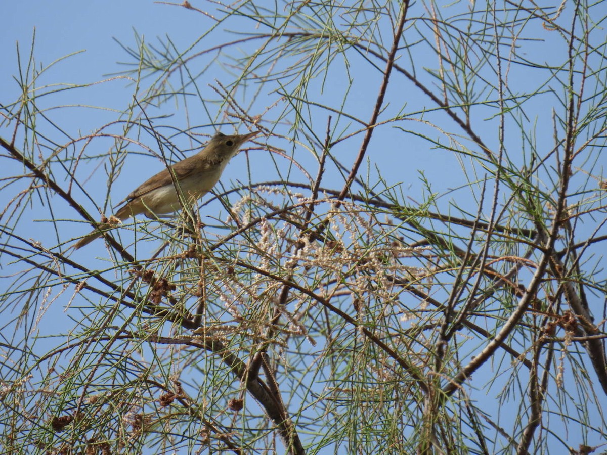 Western Olivaceous Warbler - ML625176553