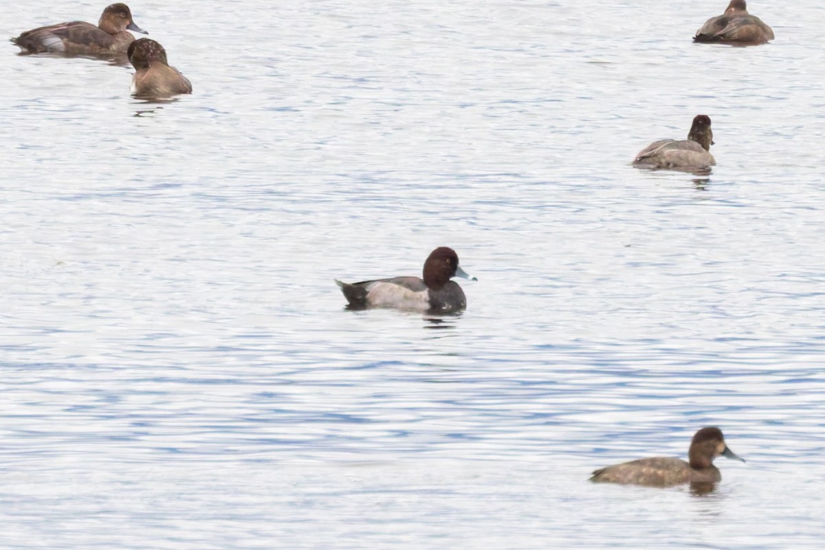 Redhead x Ring-necked Duck (hybrid) - ML625176646