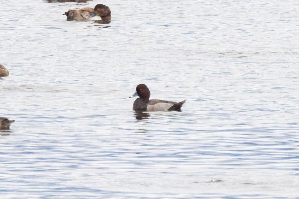 Redhead x Ring-necked Duck (hybrid) - ML625176660
