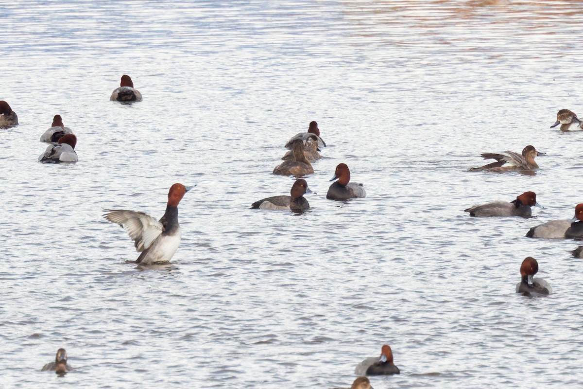 Redhead x Ring-necked Duck (hybrid) - ML625176675