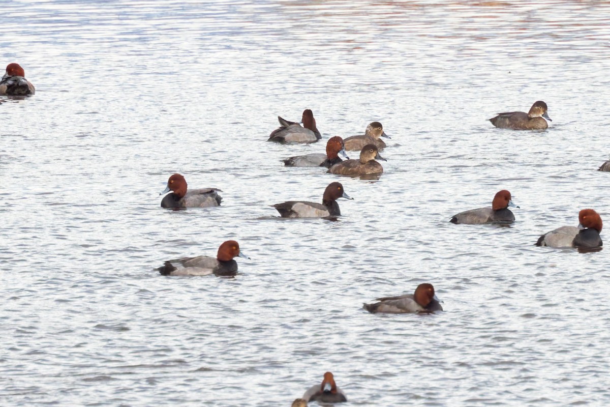 Redhead x Ring-necked Duck (hybrid) - ML625176677