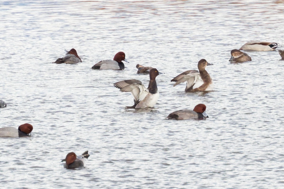 Redhead x Ring-necked Duck (hybrid) - ML625176680