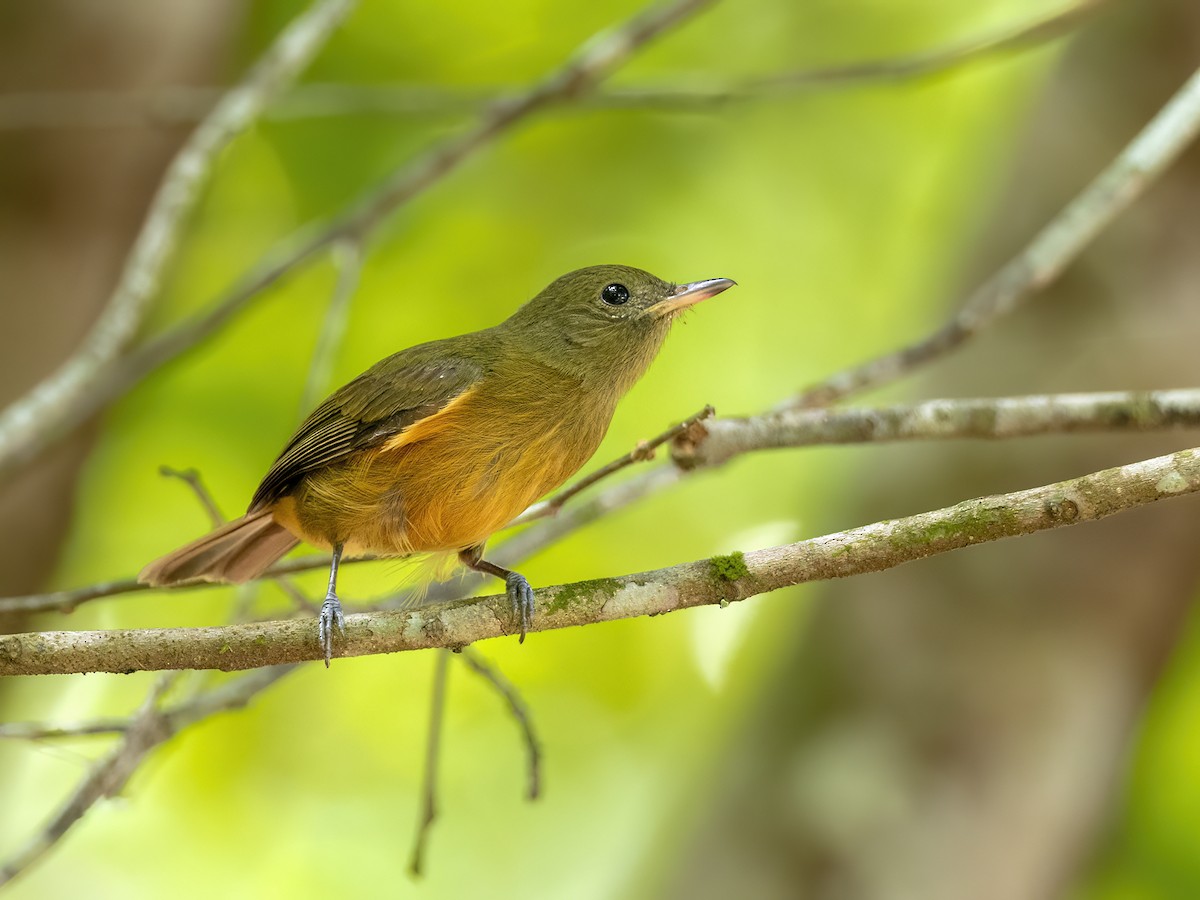 McConnell's Flycatcher - ML625176693