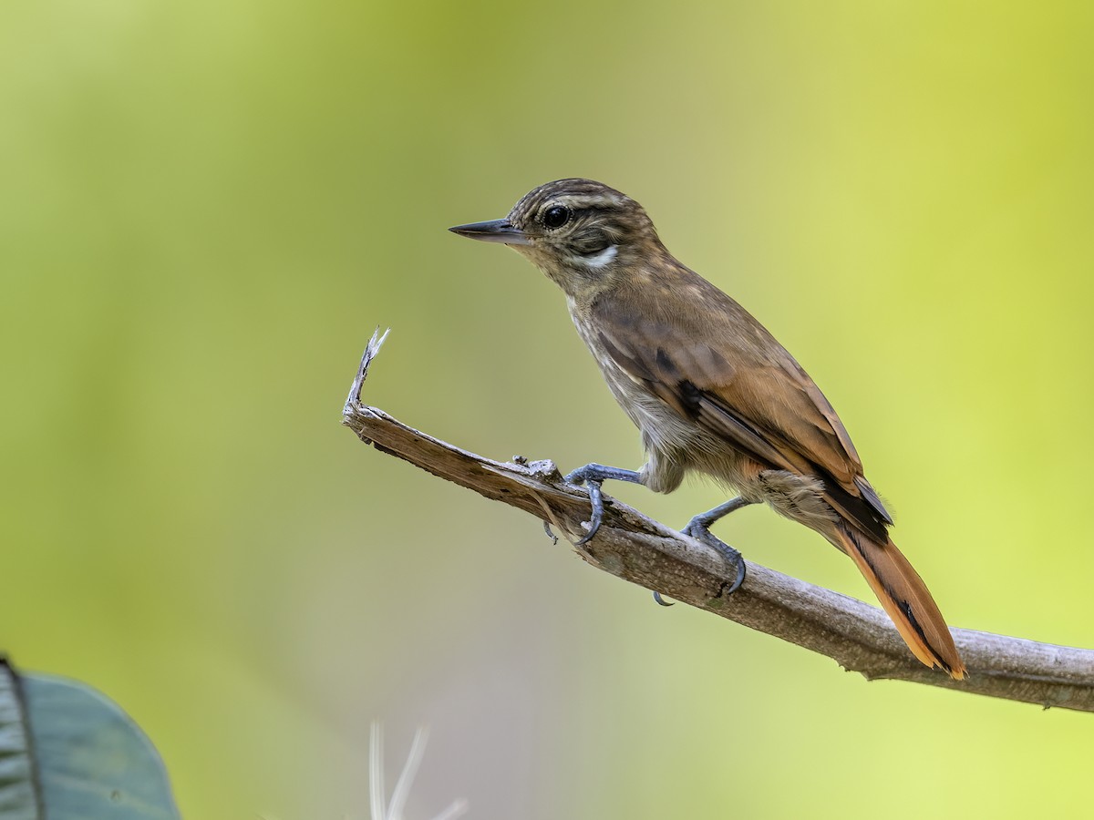 Slender-billed Xenops - ML625176707