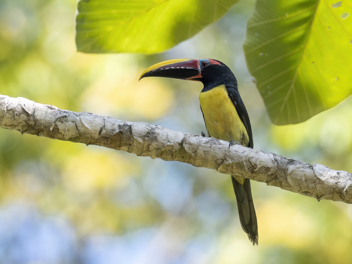 Green Aracari - Andres Vasquez Noboa