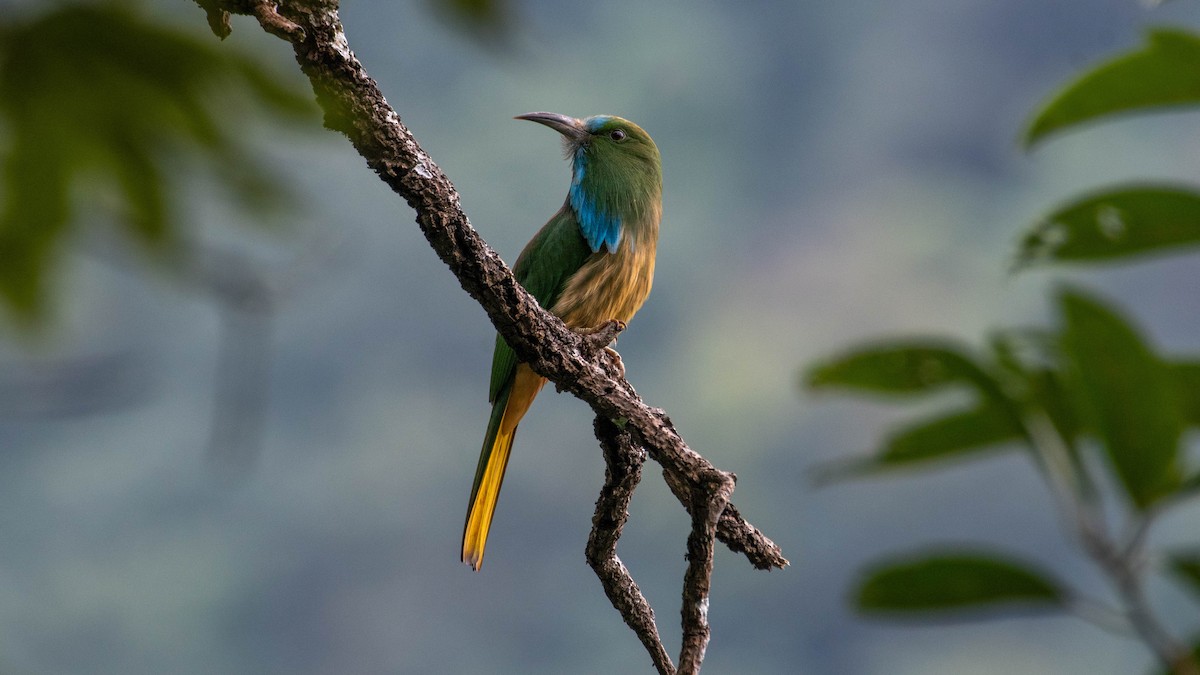 Blue-bearded Bee-eater - ML625176790
