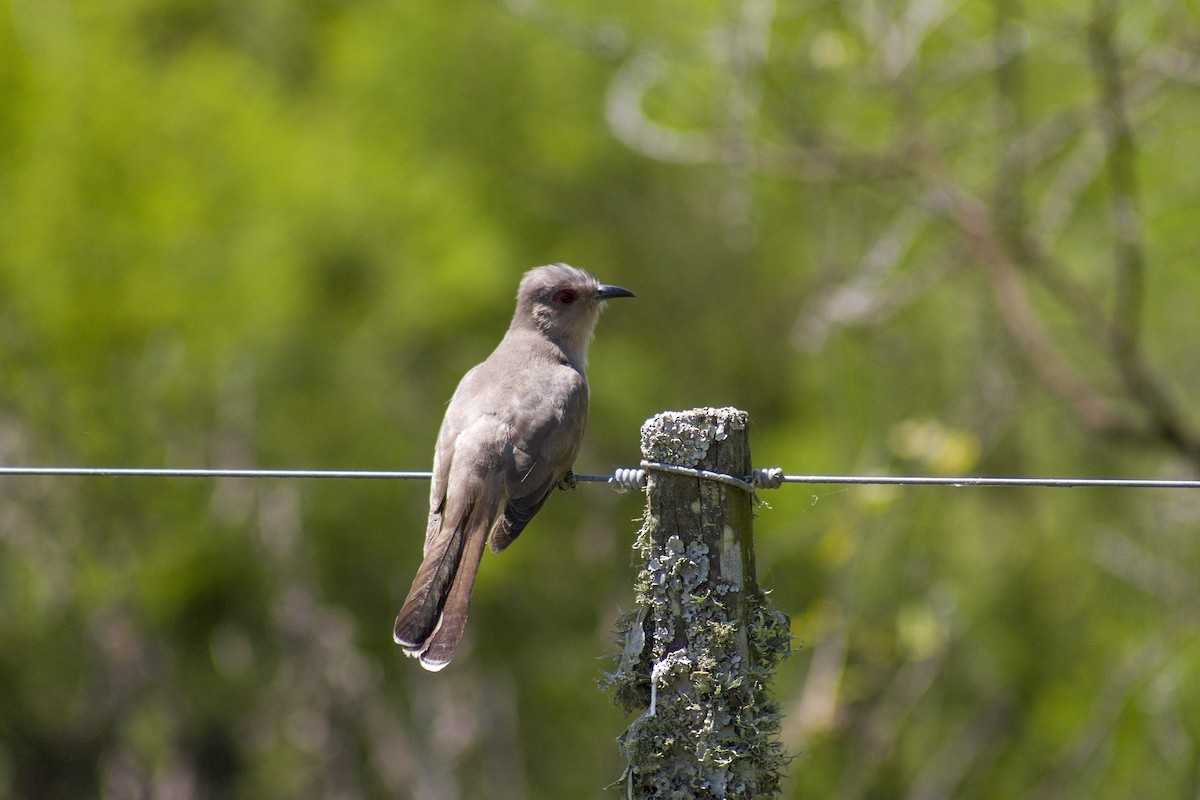 Ash-colored Cuckoo - ML625176798