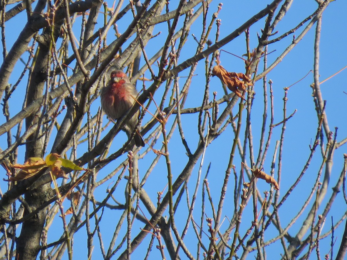 Purple Finch - ML625176832
