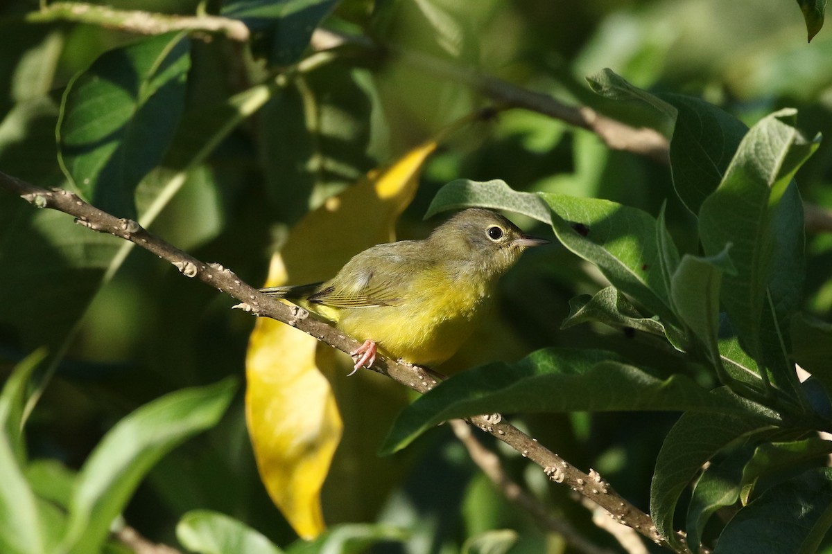 Mourning Warbler - ML625176970