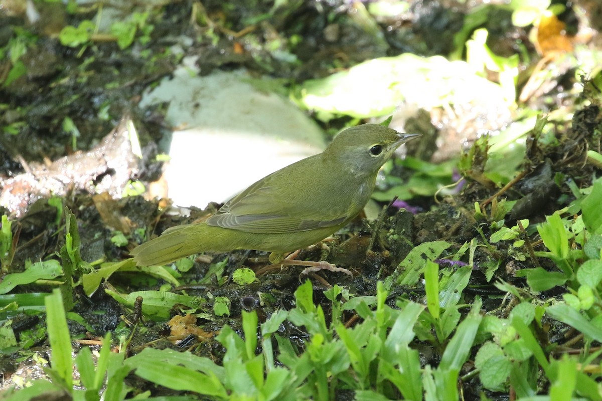 Mourning Warbler - ML625176971