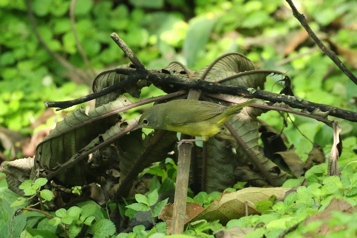 Mourning Warbler - ML625176972