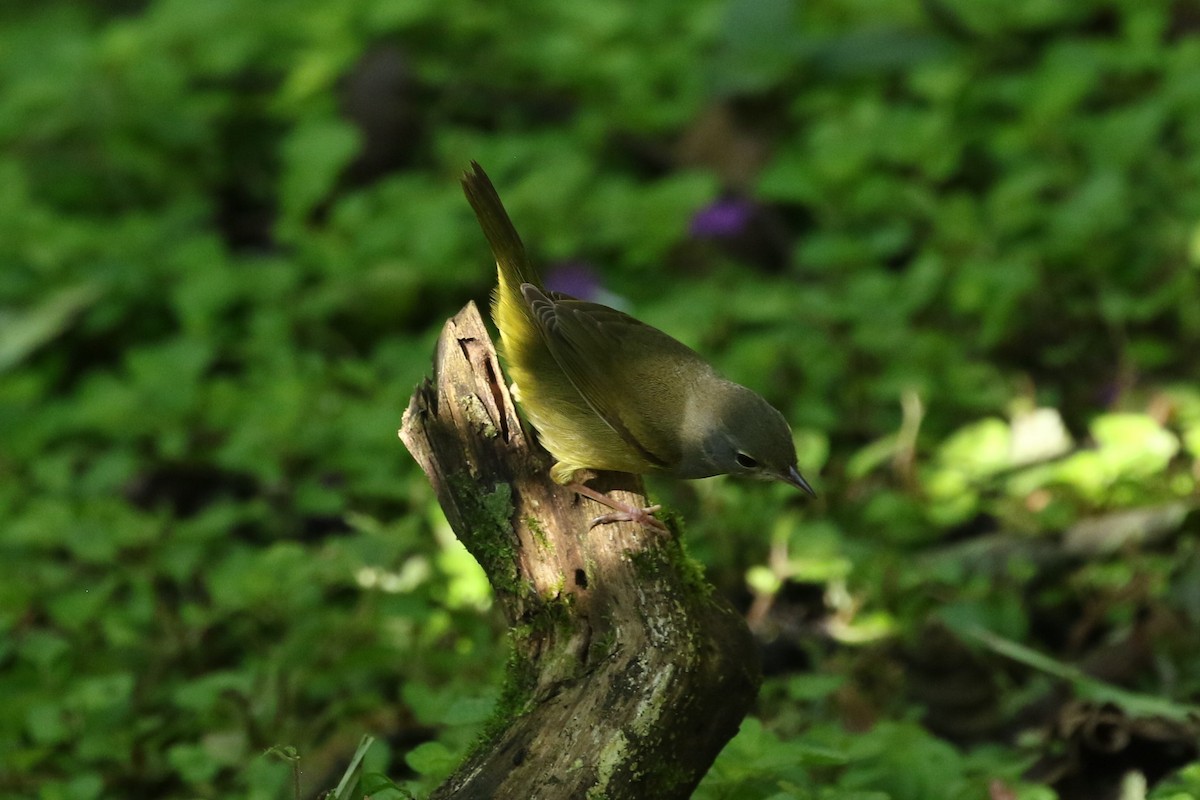 Mourning Warbler - ML625176973