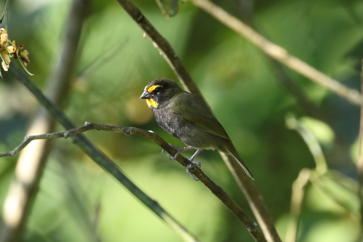 Yellow-faced Grassquit - ML625177032