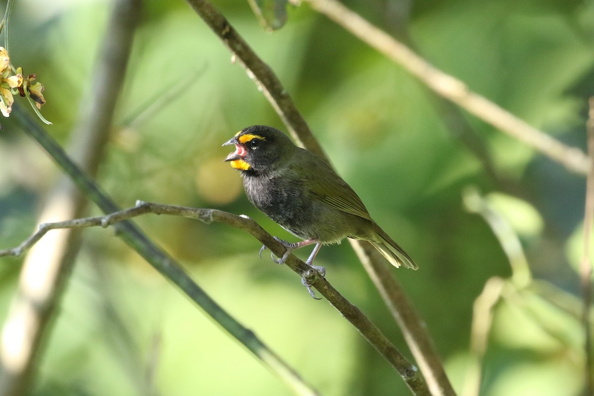 Yellow-faced Grassquit - ML625177033