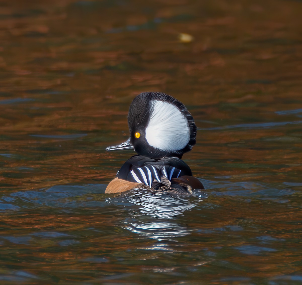 Hooded Merganser - ML625177043