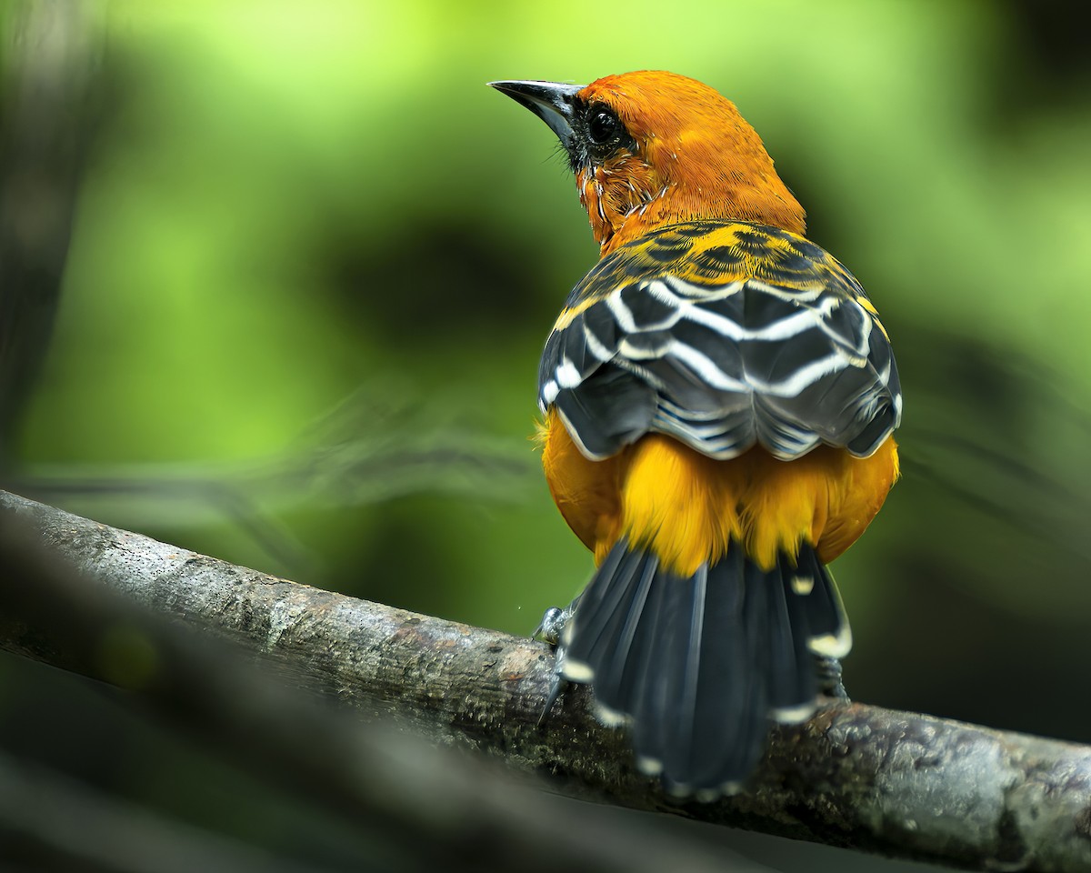 Streak-backed Oriole - ML625177076