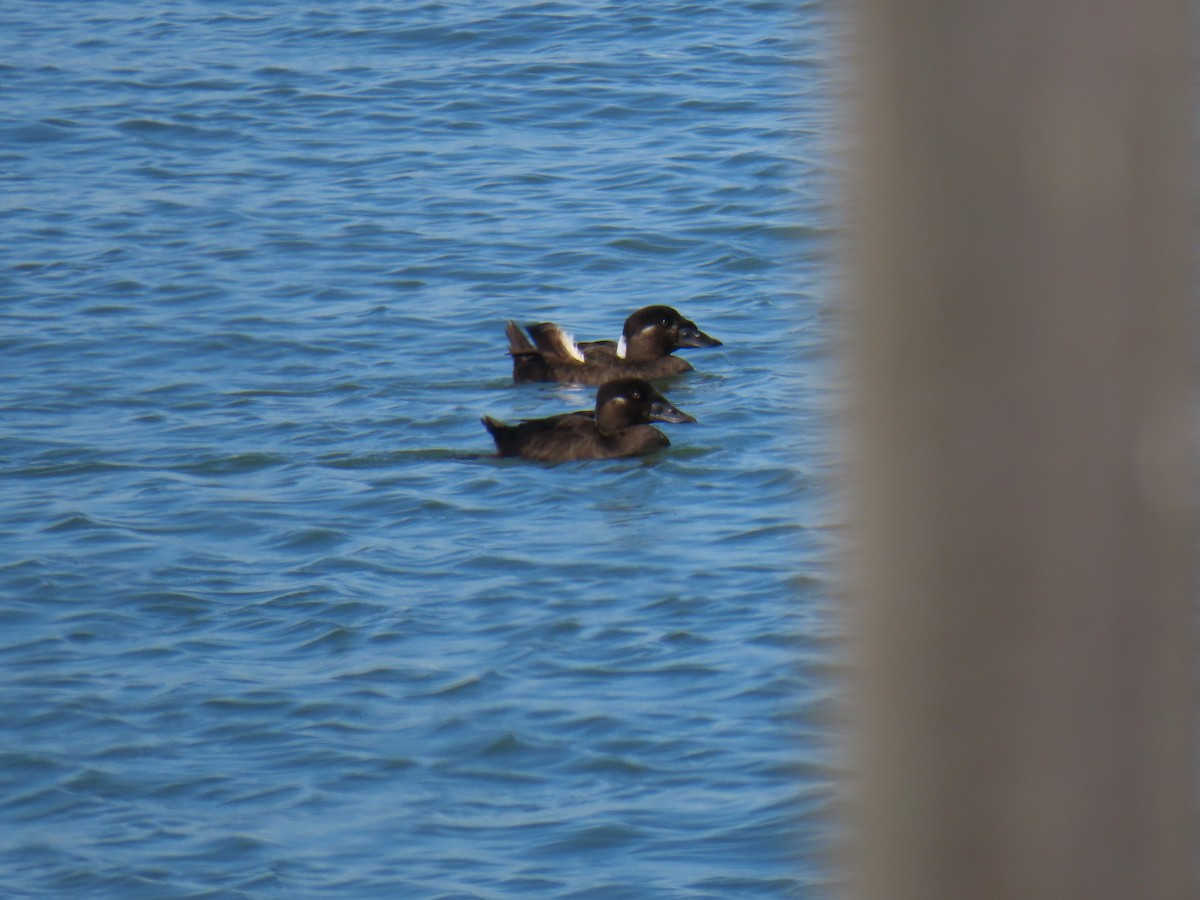 Surf Scoter - ML625177104