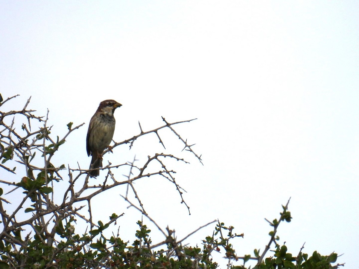 Spanish Sparrow - ML625177105