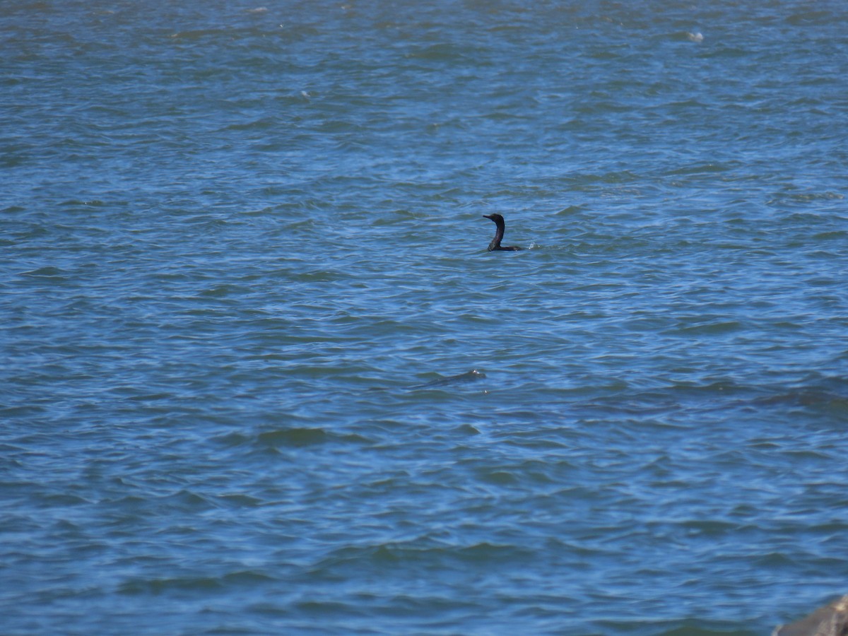 Pelagic Cormorant - ML625177125