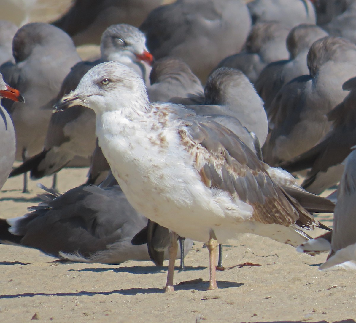 Lesser Black-backed Gull - ML625177147