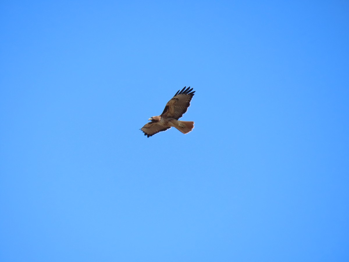 Red-tailed Hawk - ML625177153