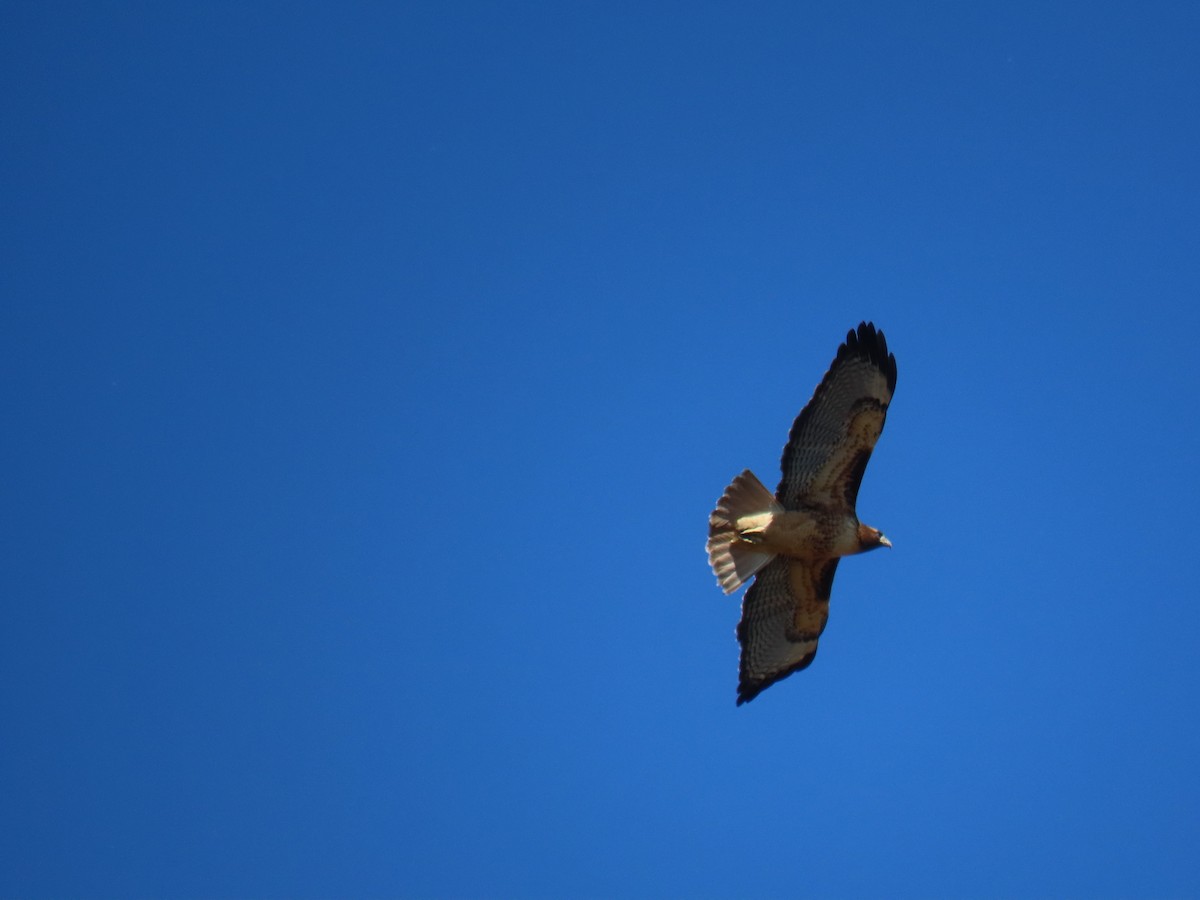 Red-tailed Hawk - ML625177154