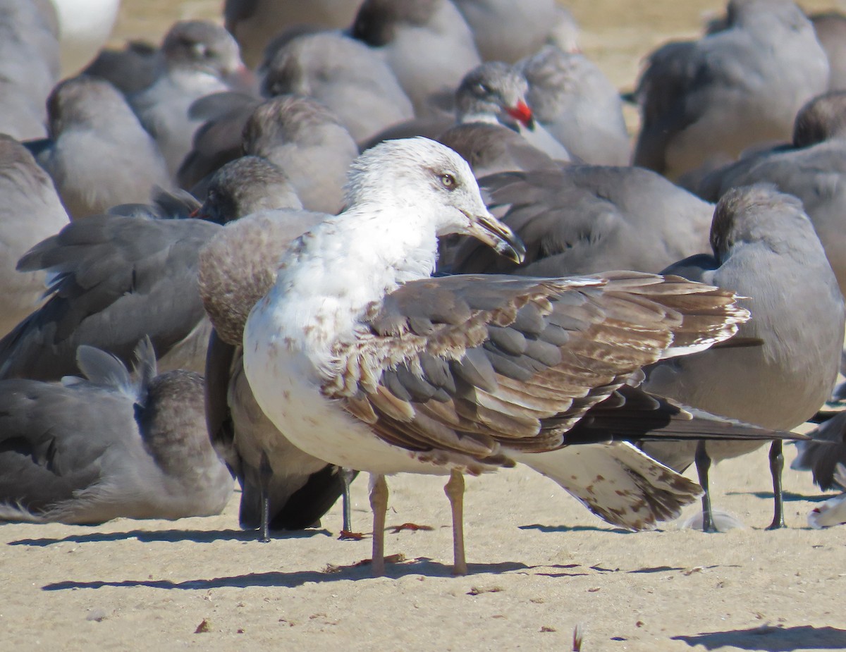 Lesser Black-backed Gull - ML625177177