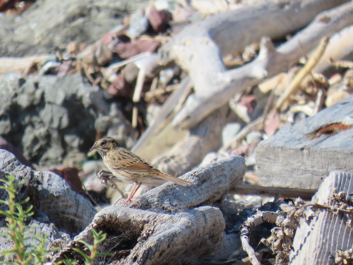 Lincoln's Sparrow - ML625177195