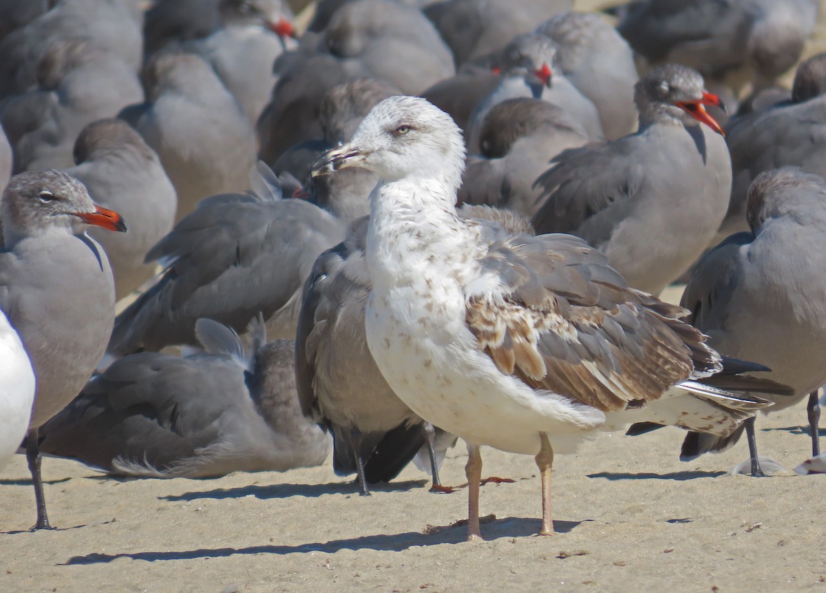 Lesser Black-backed Gull - ML625177196
