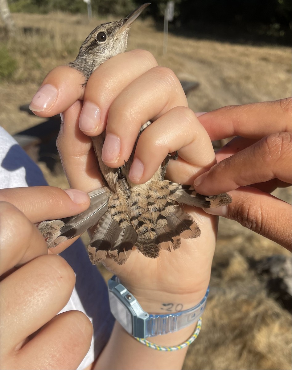 Rock Wren - ML625177201