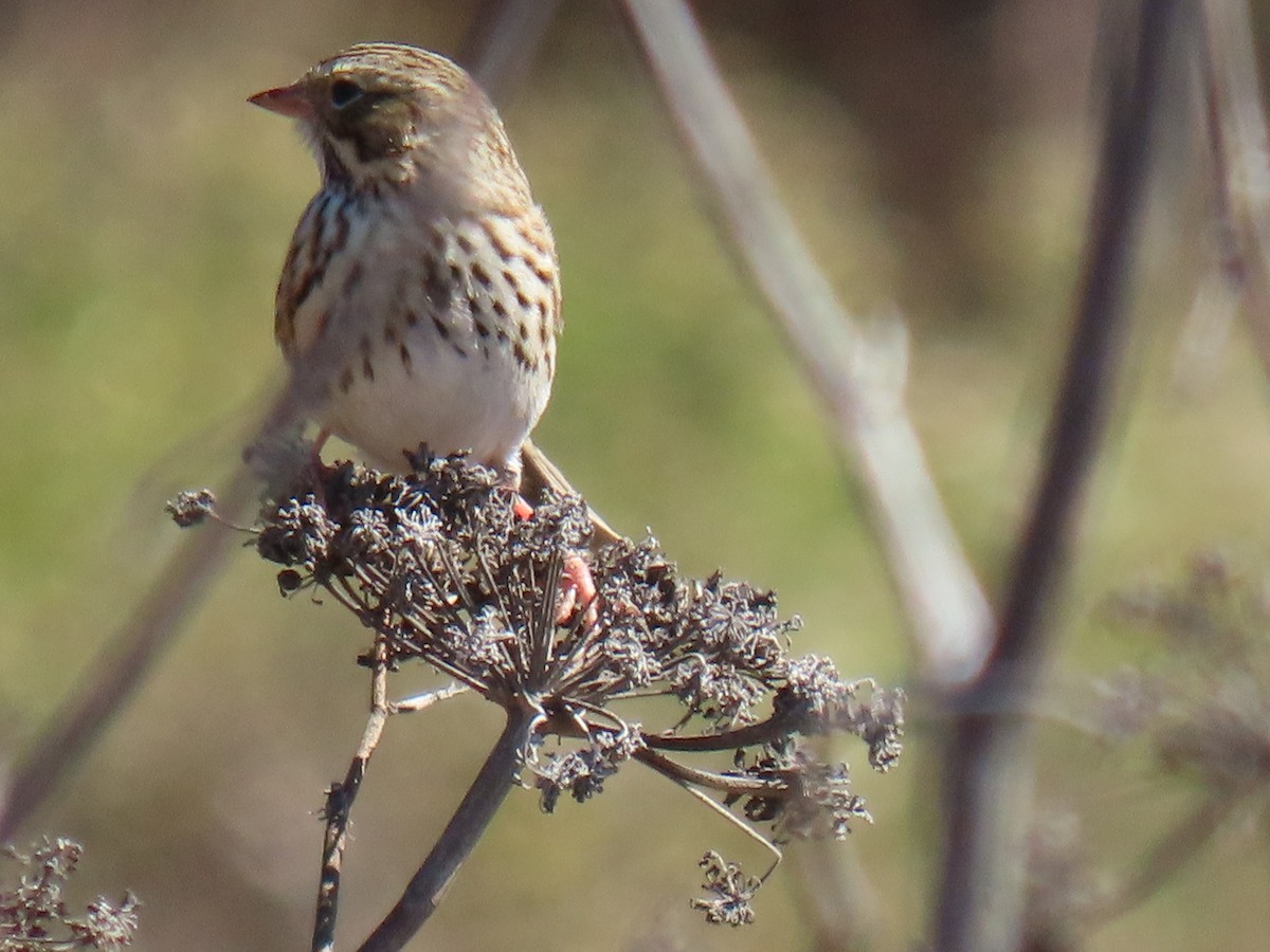 Savannah Sparrow - ML625177207