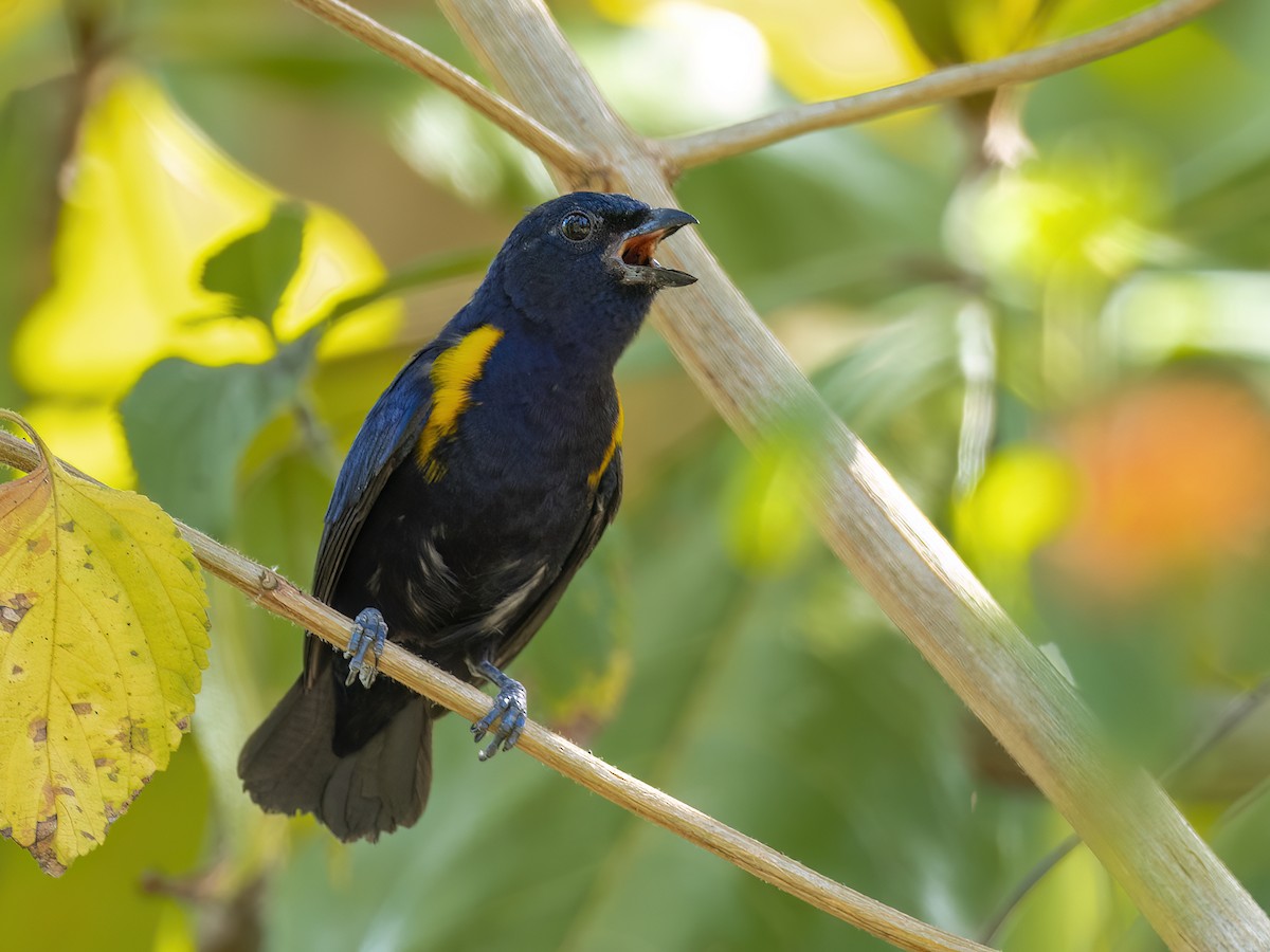 Golden-sided Euphonia - Andres Vasquez Noboa