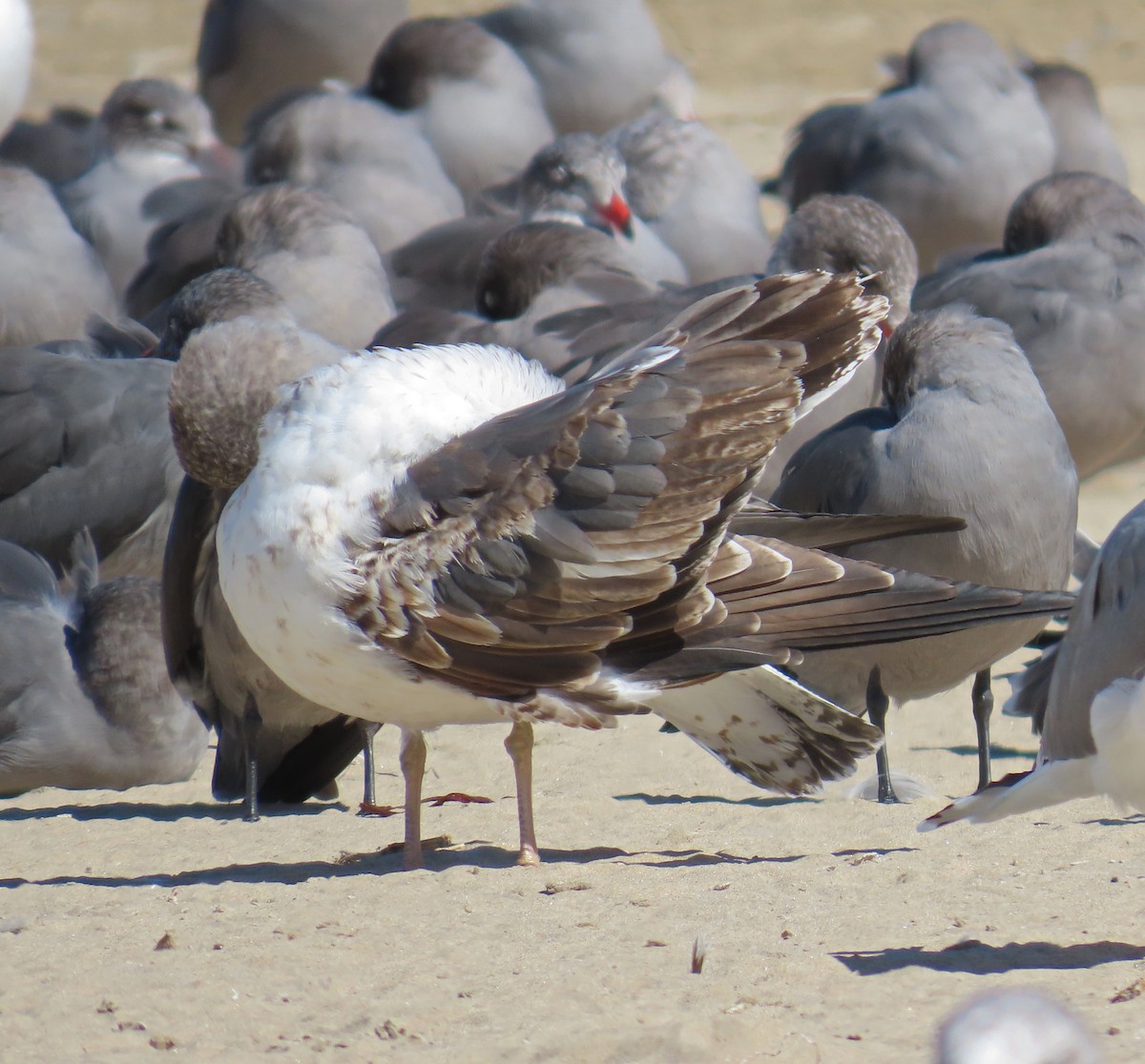 Lesser Black-backed Gull - ML625177220