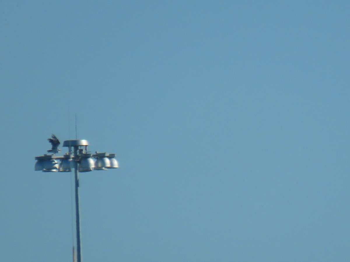 Osprey - ML625177230