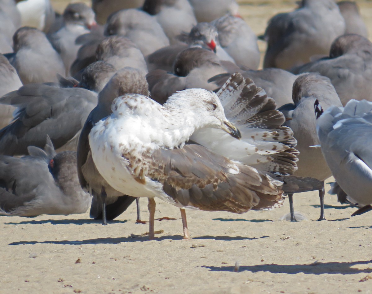 Lesser Black-backed Gull - ML625177235