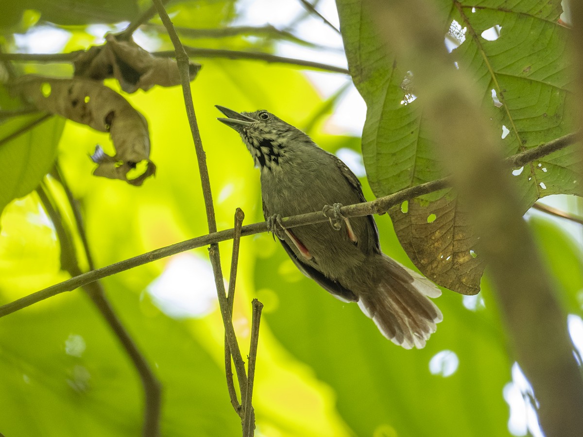 Brown-bellied Stipplethroat - ML625177243