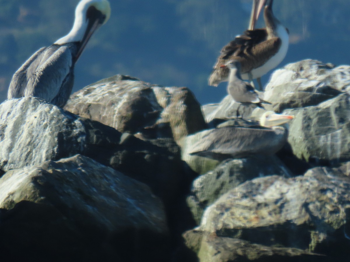 Heermann's Gull - ML625177248