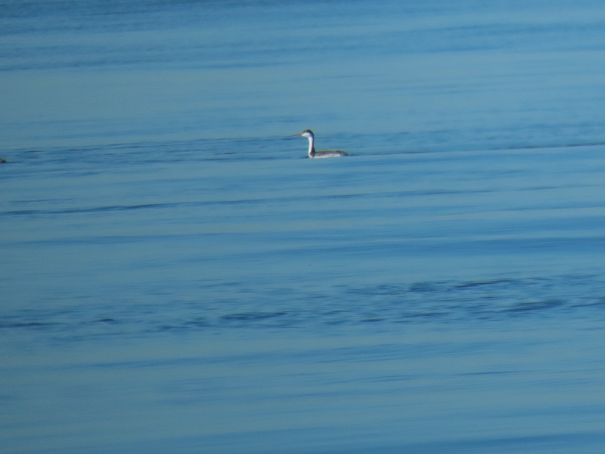 Clark's Grebe - ML625177278